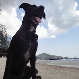 タオ島の野良犬は飼い犬