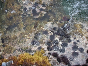 イースター島の海岸にはウニがびっしり