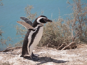 バルデス半島のペンギン
