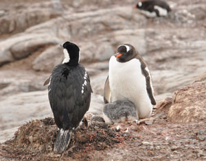 南極のJougla Pointではジェンツーペンギンと他の鳥が一緒にコロニーを形成している